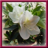 4. Occhio di pernice bianco