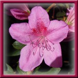 7. Rosa di Nena