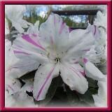 10. Bianca schizzata di viola