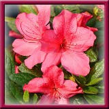 13. Cardinale fiore grosso