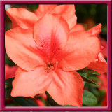 14. Arancio