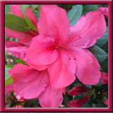 15. Rosa