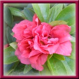 17. Rosellina
